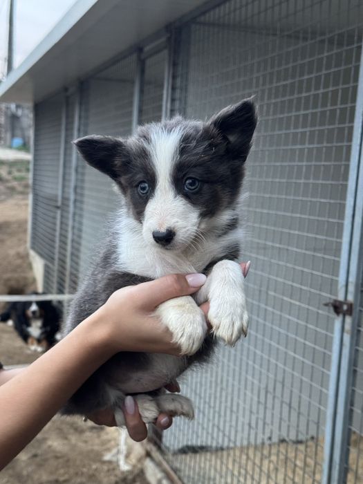 Border Collie cinza