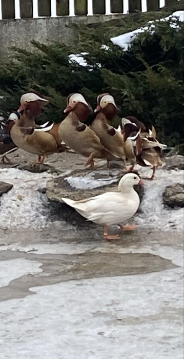 Kaczki Mandarynki rude samce