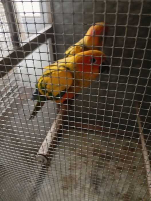 Aratingas Sol - Fêmea 26