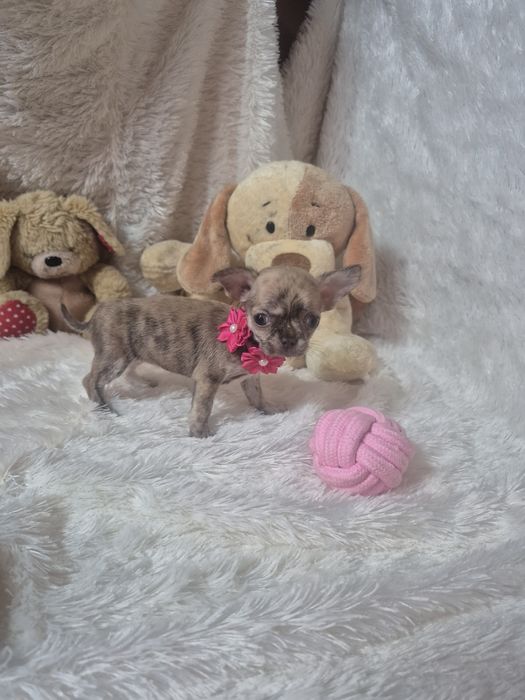 Chihuahua Femea De Bolso Lop Criadora Registada PT 3088 FL