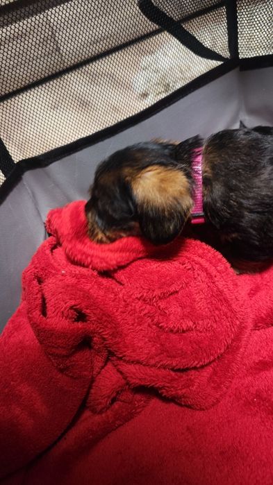 Jamnik szorstkowłosy