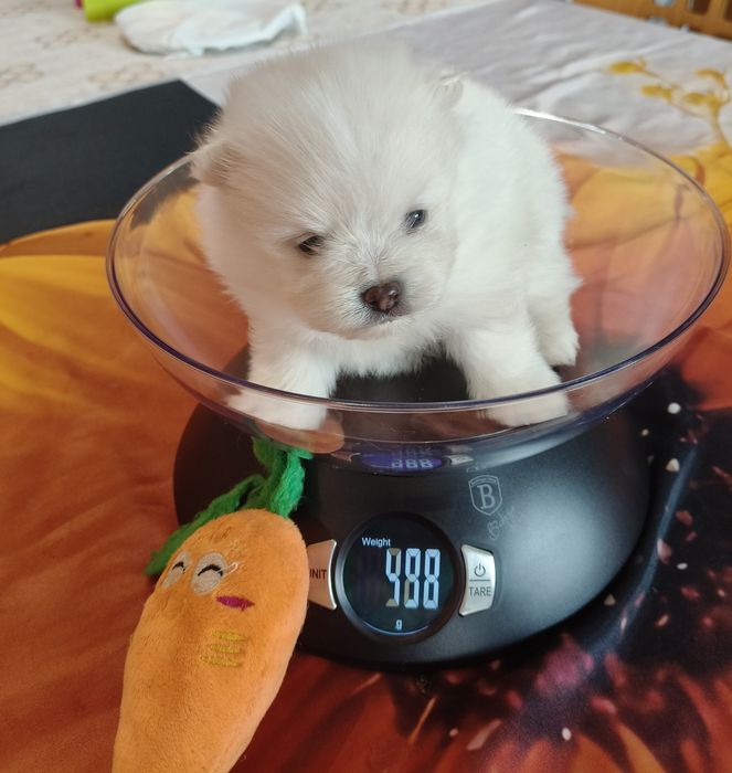 Lulu da Pomerânia menina mini