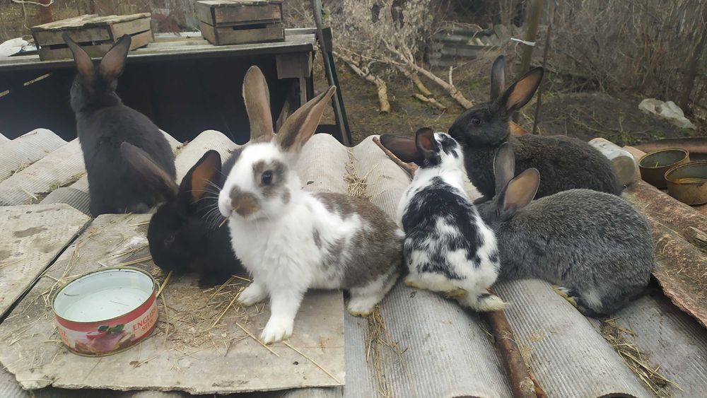 Кролики, крольчата 2 мес