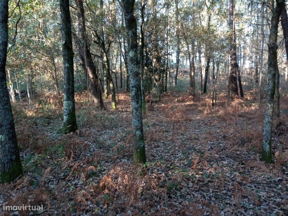 2 Terrenos (3.600 m2) em Anais. — Anais, Viana do Castelo