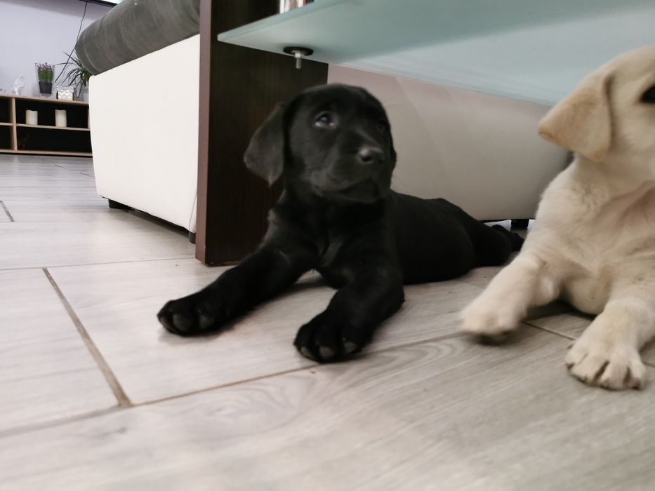 Labrador czarny samiec