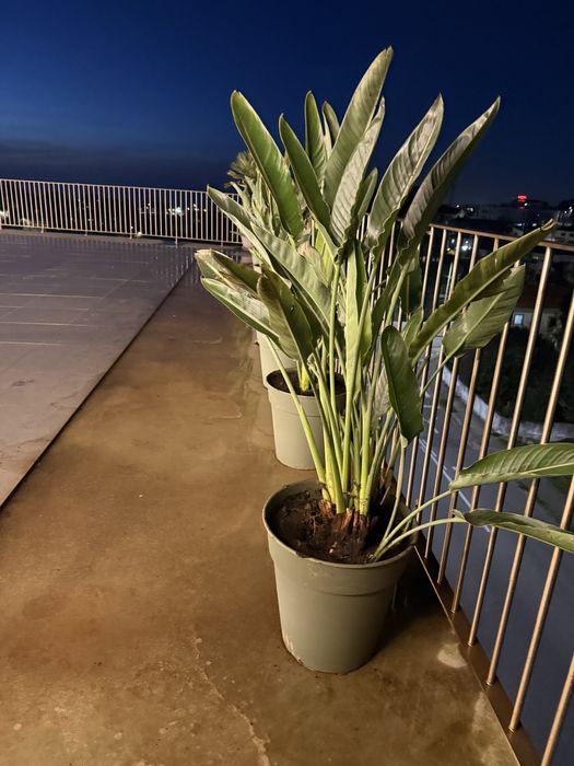 Vasos com estrelicias