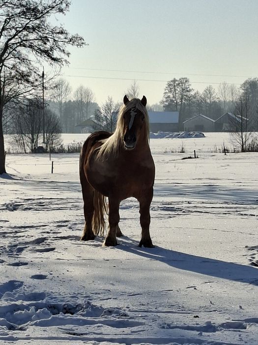 Ogier sokólski Galop