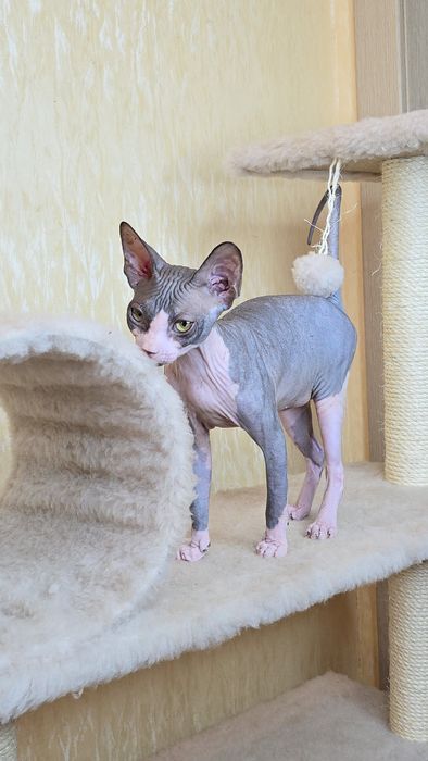 Сфінкс дівчинка в улюбленці