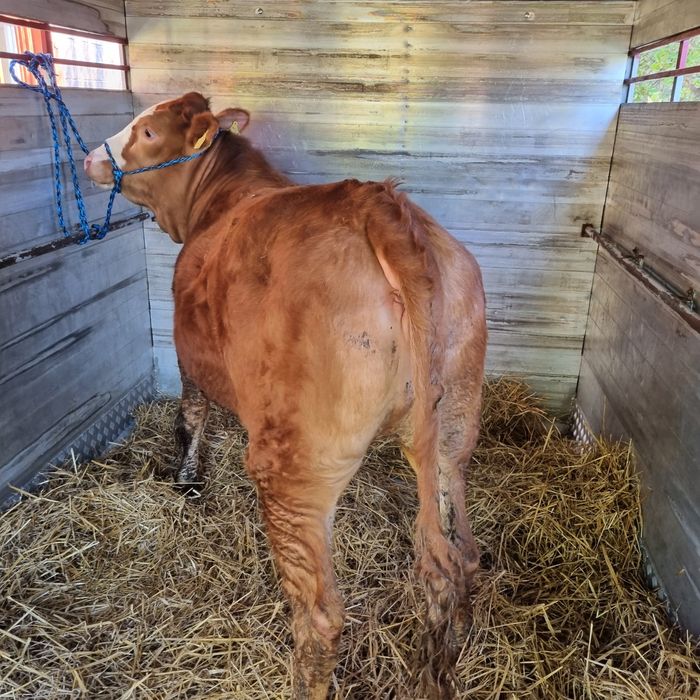 Skup bydła I cieląt