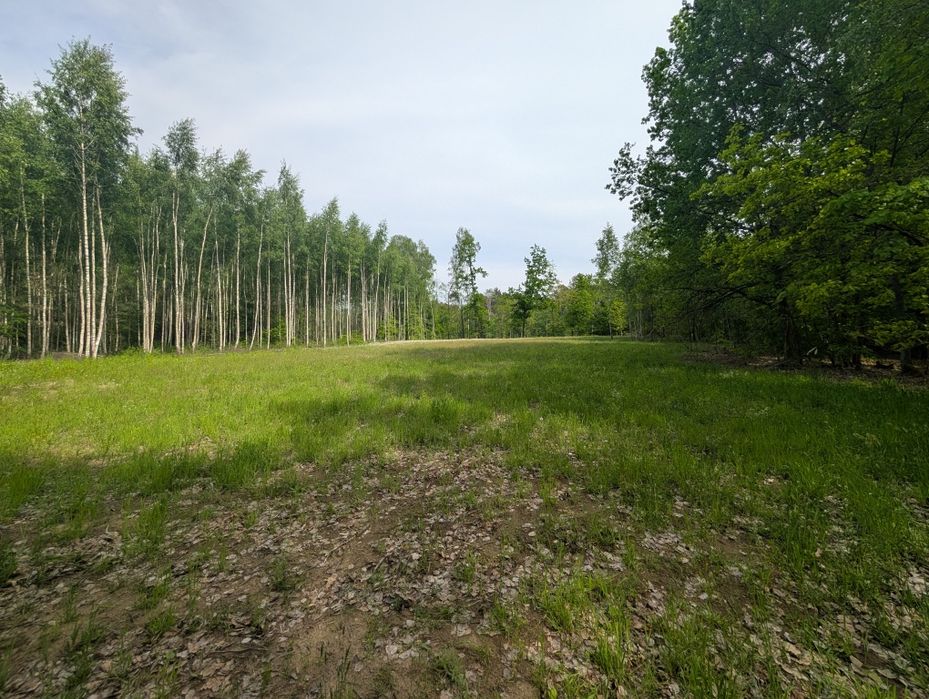 Działka  6500 m² – warunki zabudowy  Patryki