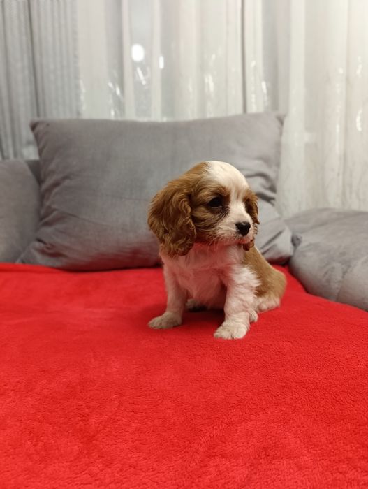 Sunia - Cavalier Charles Spaniel
