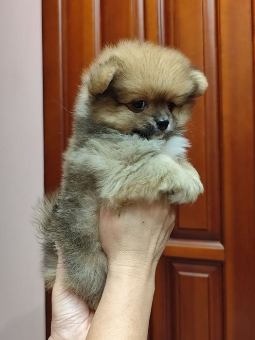 Померанскиц шпиц