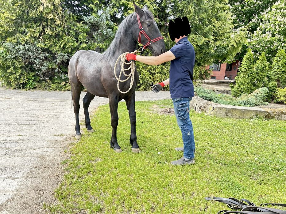 Klacz typ szlachetny. 14 miesięcy