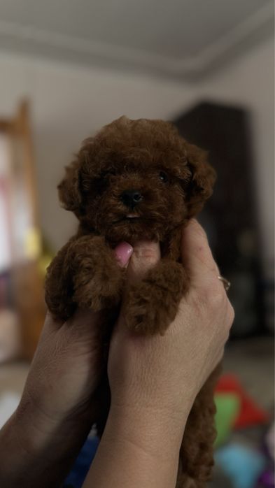 Детки той пудель