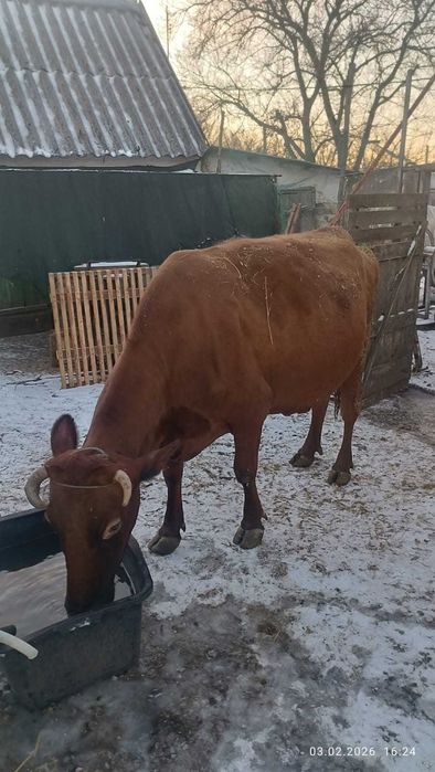 Продам корів   телефонуйте