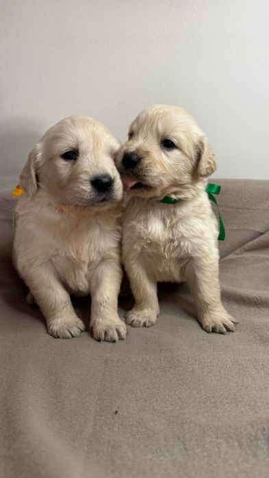 Śliczne szczeniaczki Golden Retriever złote i biszkoptowe