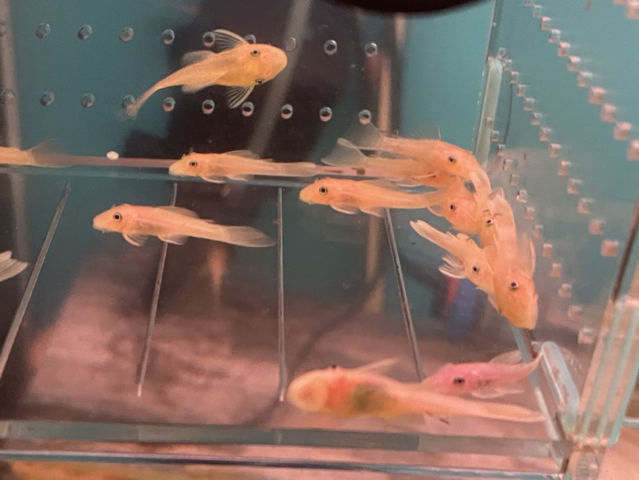 Ancistrus - L144 - Golden Blue eyes - Standard Fin