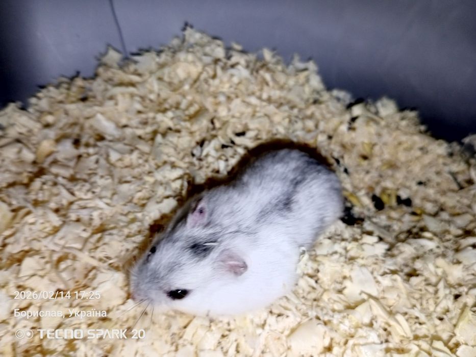 Продам хом'яків джунгариків