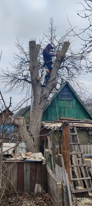 Спил деревьев. Покос травы.