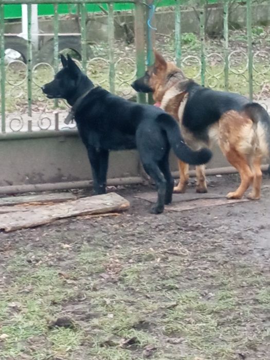 Добра німецька вівчарка на охорону