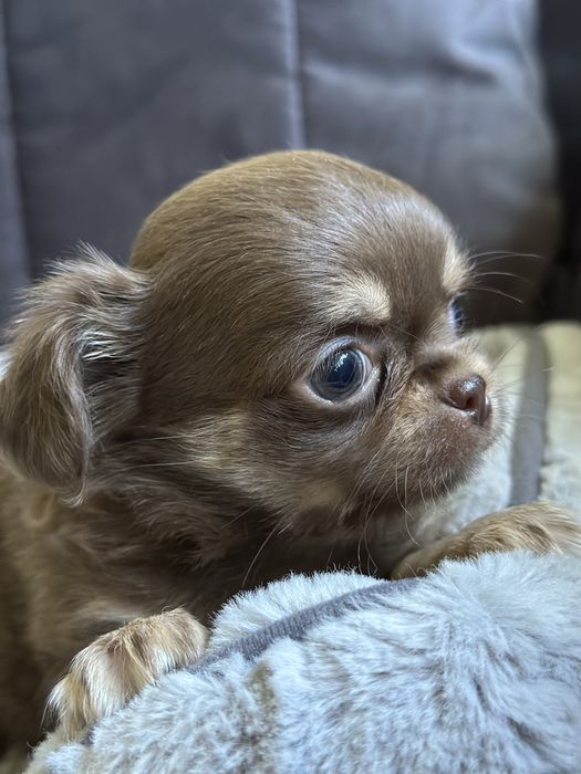 czekoladowy chłopiec Chihuahua