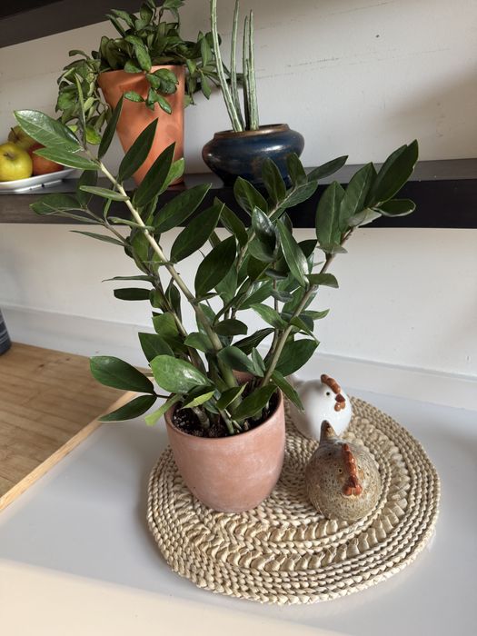 Zamioculcas zamiifolia