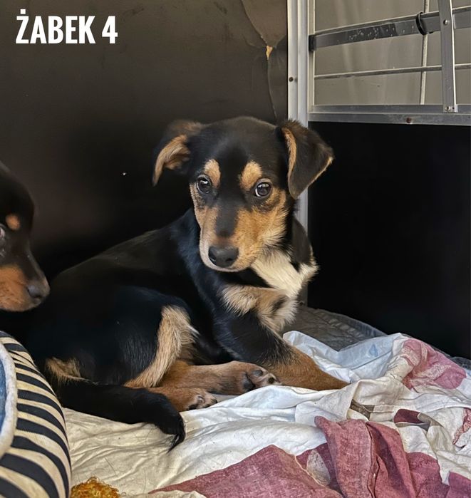 Szczeniaki do adopcji. Żabki.