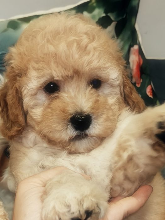Śliczny piesek Maltipoo