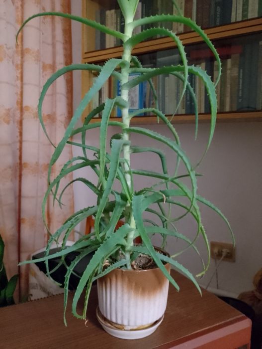 Продам алоє лікувальне 3-ної давності