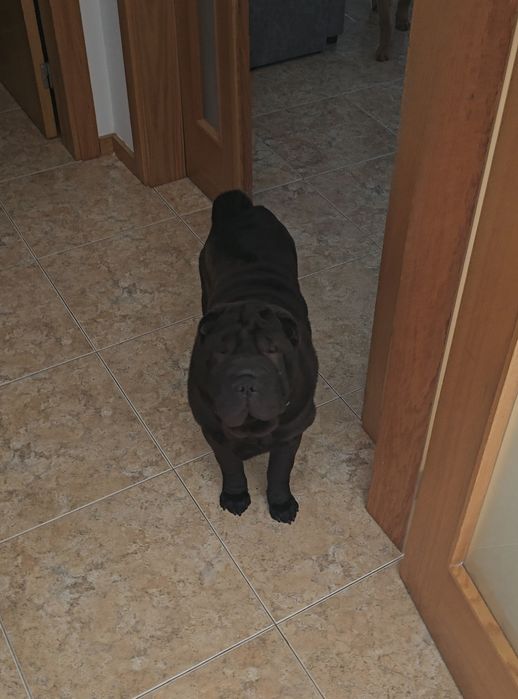 Procura nova família  Sharpei
