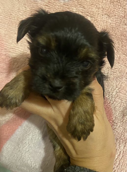 Хлопчик йоркширський тер‘єр