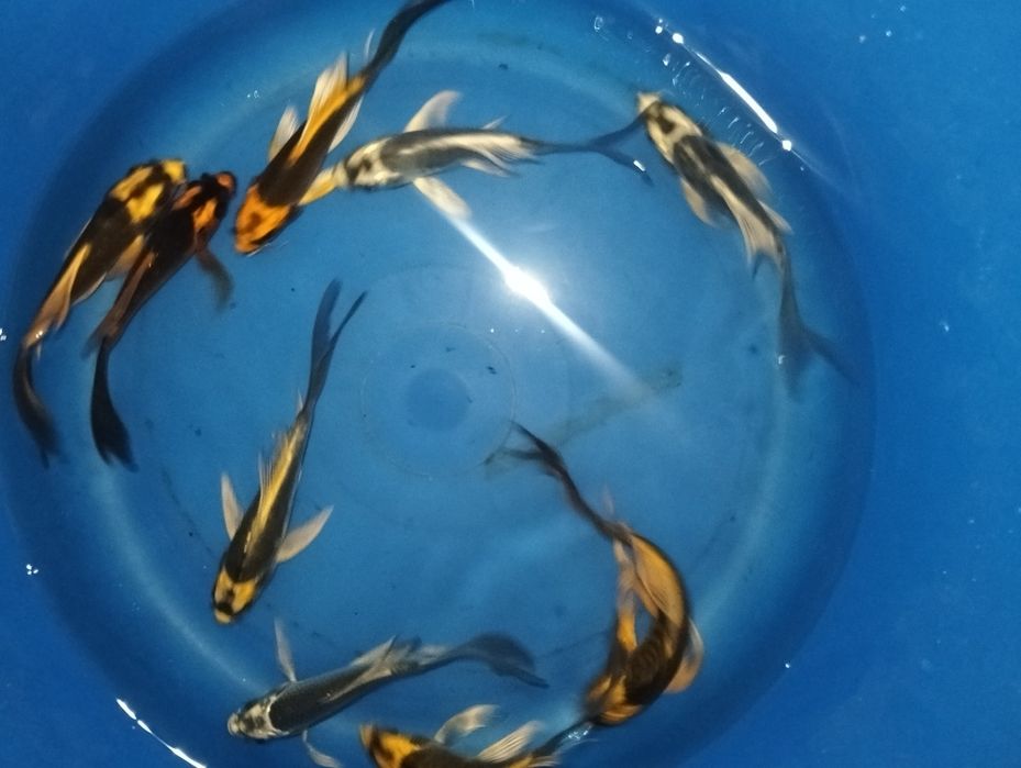 Carpa koi véu  Kabuto  12 a 15cm "promoção" -15%