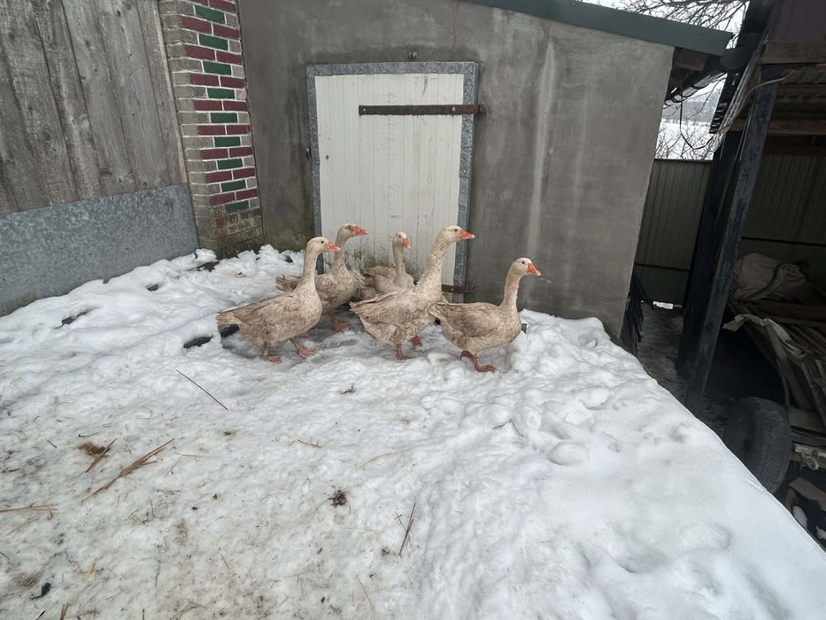 Gęsi Kołuda Wielka