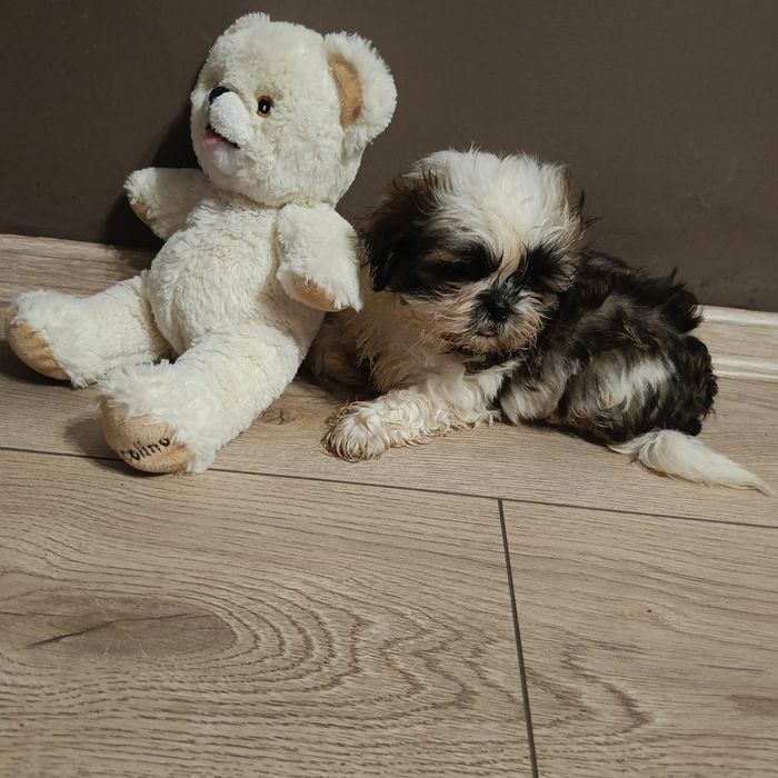 Śliczne Shih-Tzu