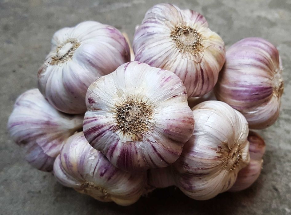 Czosnek "HARNAŚ" polski zimowy * możliwość wysyłki *