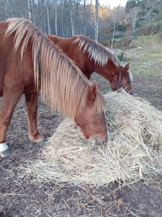 Égua prenha + Poldra