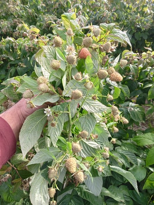Sadzonki malin letnie i jesienne WYSYŁKA