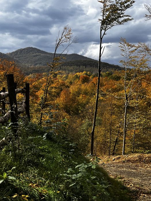 Котедж серед лісу  в Карпатах.  Риболовля. Чан.Сауна. Без сусідів.