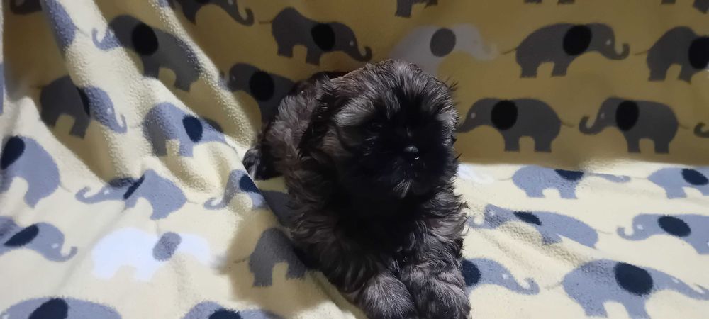 Piękny suczka Shih-tzu