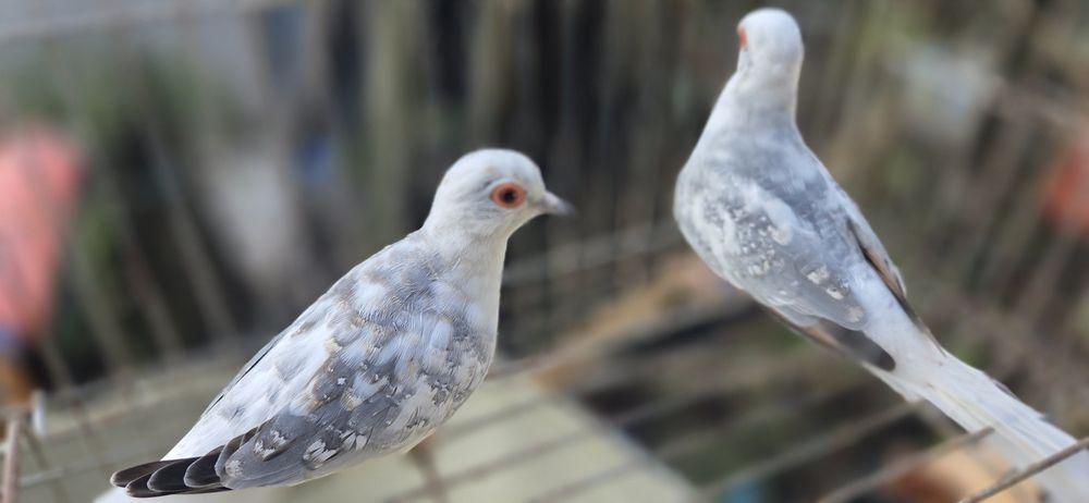 Rolas diamante malhadas