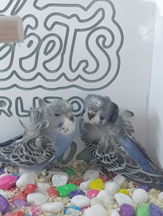 Piriquitos hagoromos clássicos