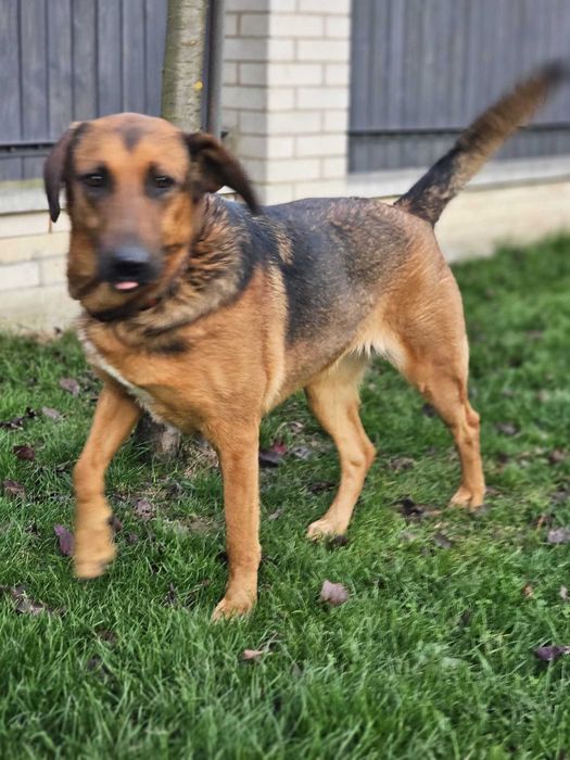 Michalinka 1,5 r większa piękna i łagodna  suczka do adopcji