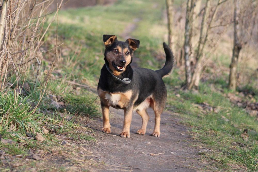 Mieszko pies adopcja schronisko