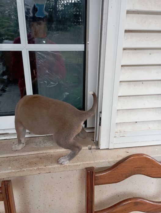Cães filhotes para adoção