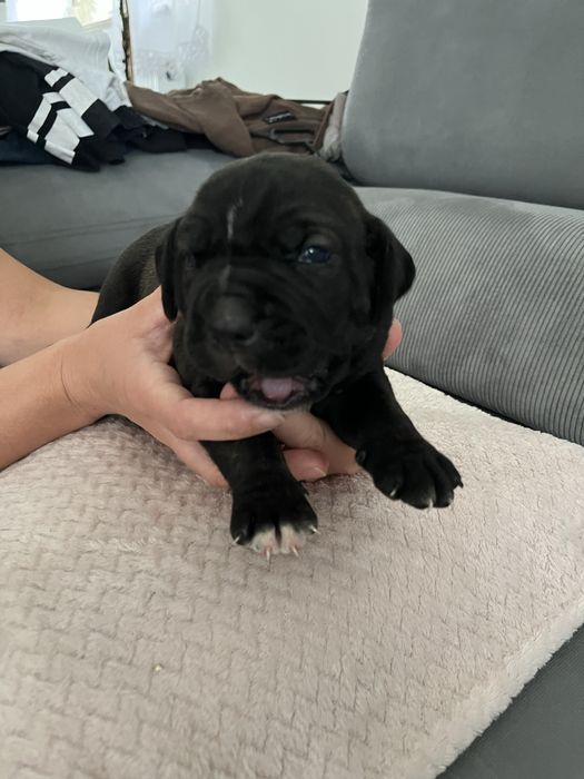 Cane Corso Italiano