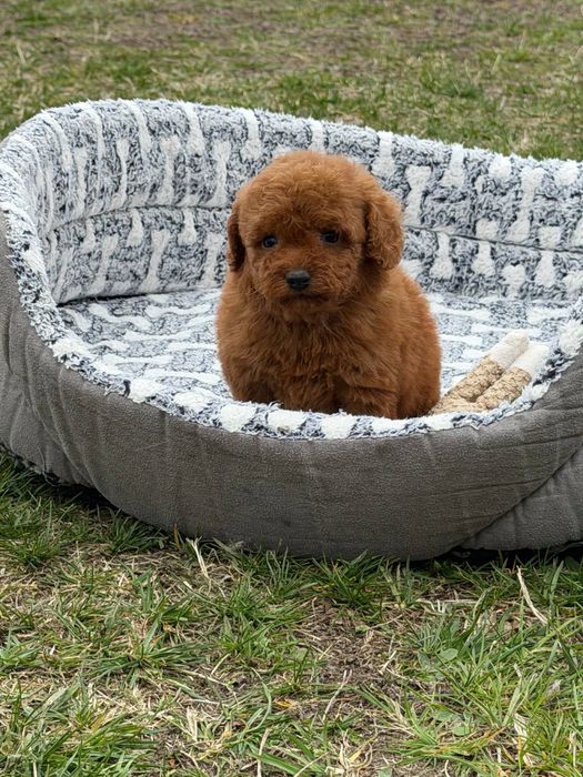 Pudel  Miniaturka  Red Brown Dziewczynka