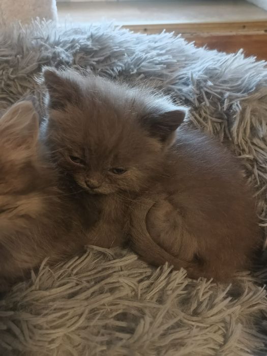 Kotek brytyjski liliowy