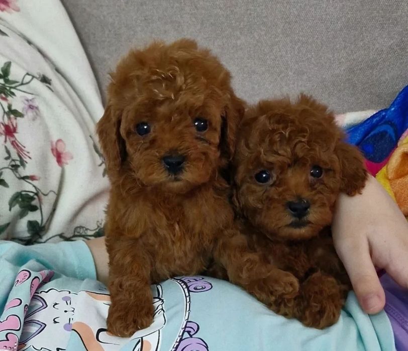 Красавци той пудель . хлопці