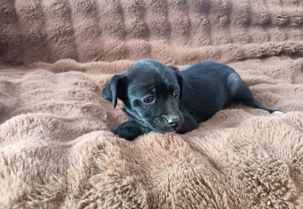 Цуценята безкоштовно