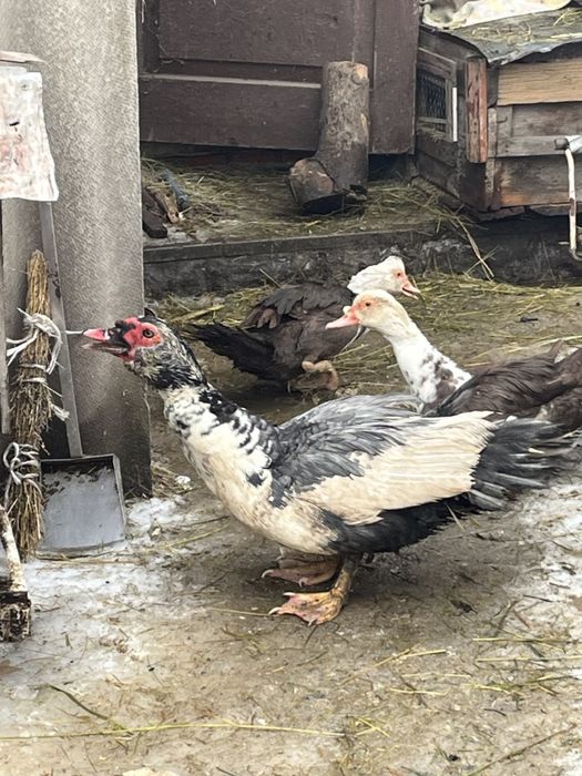 2 індовутки і 1 індовутак